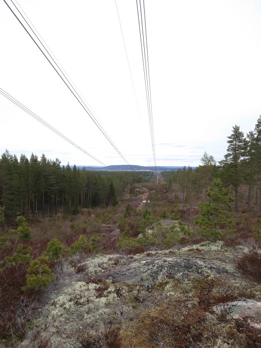 Vy över skog med kraftledningar som sträcker sig i perspektiv över terrängen.