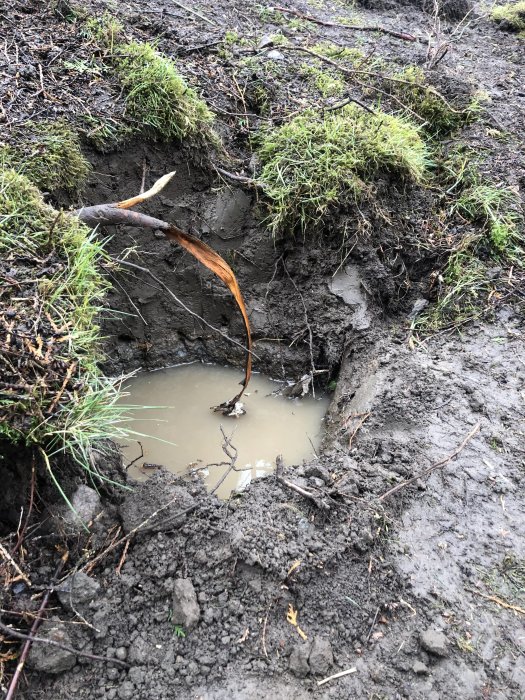 Sjunkande mark med grumligt vattensamling och synlig vegetation, nyligen påverkad av smält snö.