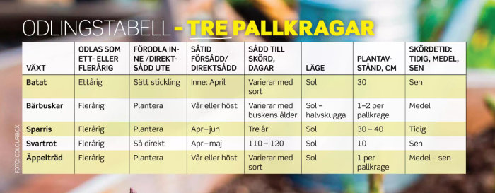 Odlingsstabell för tre pallkragar som visar information om odling av Batat, Bärbuskar, Sparris, Svartrot och Äppelträd.
