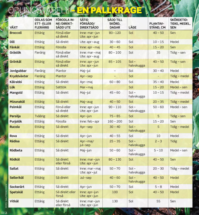 Odlingstabell med information om när och hur man planterar olika grönsaker i pallkrage.