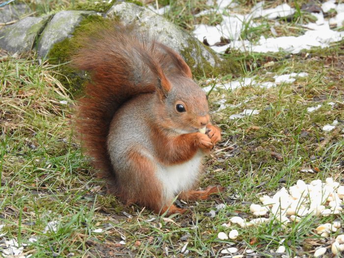 Ekorre sitter i gräset och äter frön bredvid lite snö.