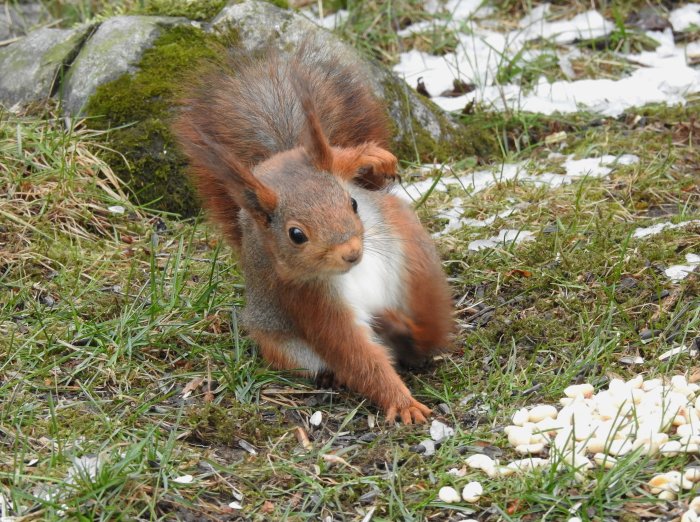 Ekorre som kliar sig vid sidan på en gräsmatta med snöfläckar och jordnötter nära.