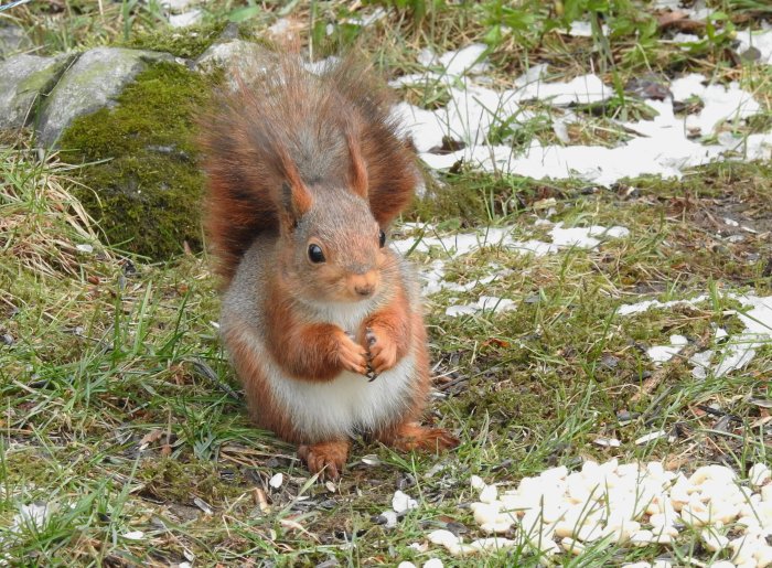 Ekorre sitter på gräset med snöfläckar och äter, omgiven av uppklipta nötter.