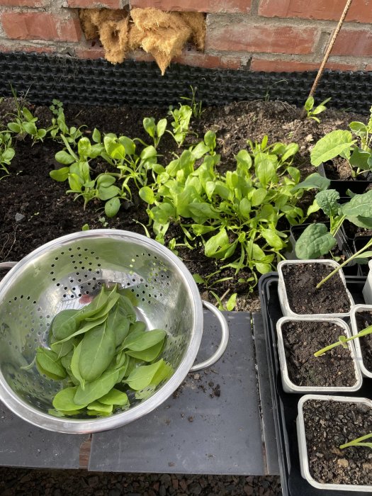 Nyskördad spenat i durkslag bredvid planterad spenat och plantor i krukor i en trädgård.