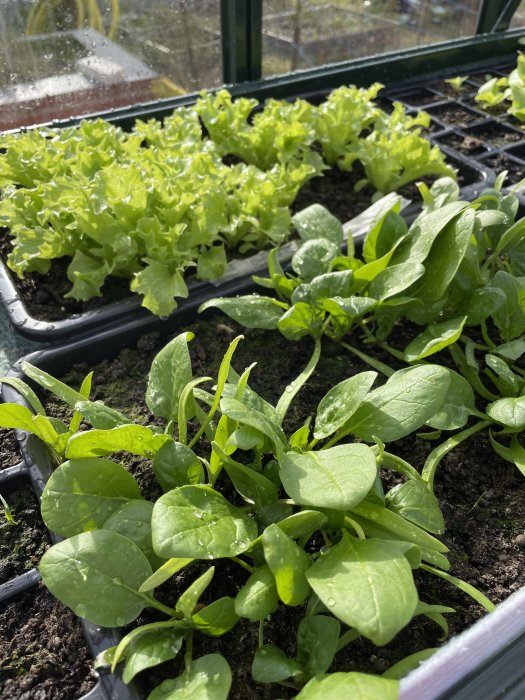 Färsk spenat och plocksallad som växer i ett växthus, med spenaten i förgrunden.