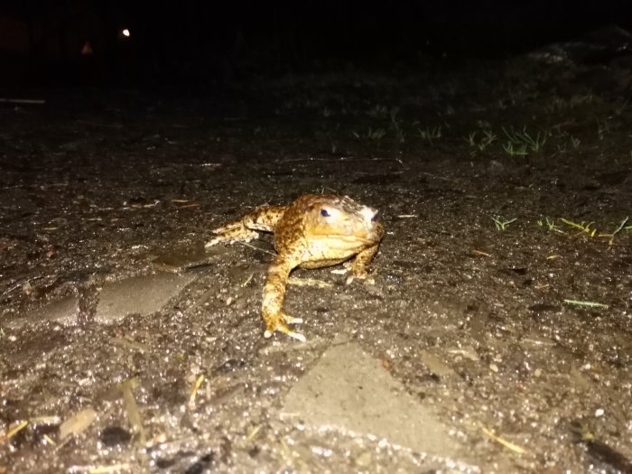 En groda i närbild fotograferad från marknivå på natten.