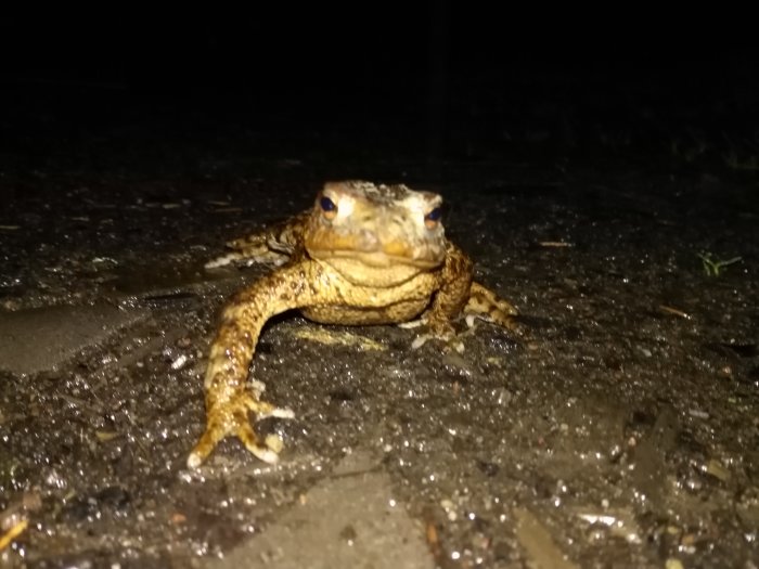 Grodperspektiv på en padda på mörk mark, vilseledande beskrivet som "boll" i inläggstexten.