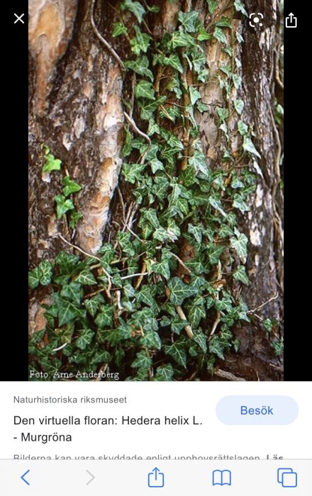 Murgröna (Hedera helix) som täcker en trädets stam.