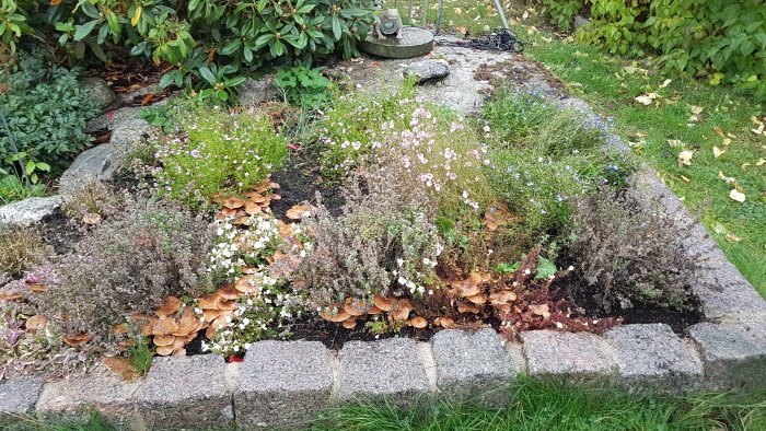 En rabatt med diverse blommor och växter invaderad av bruna svampar, med en stentrimmad kant.