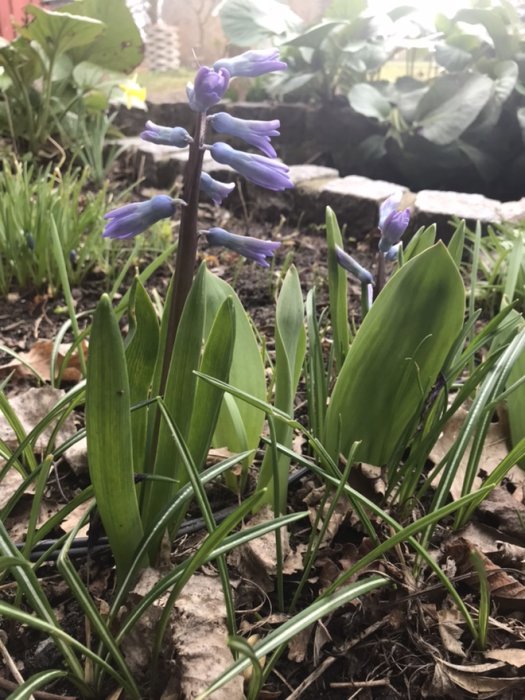 Blå hyacinter och gröna blad som växer i en trädgård med döda löv och en stenmur i bakgrunden.