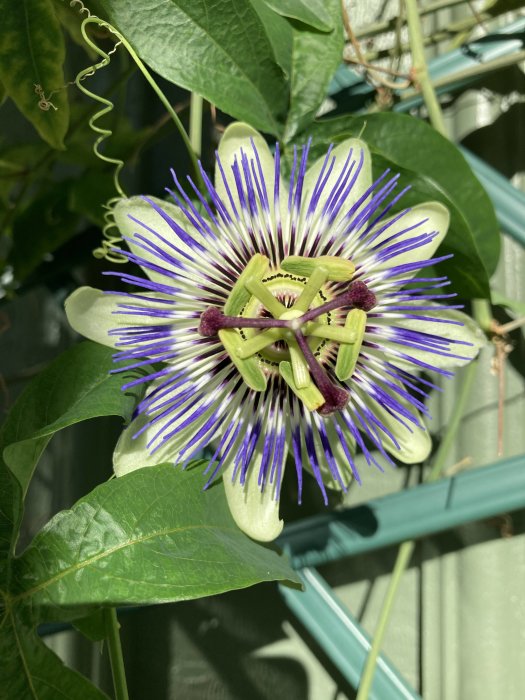 Passionsblomma i närbild med distinkta lila strålar och gröna blad mot suddig bakgrund.