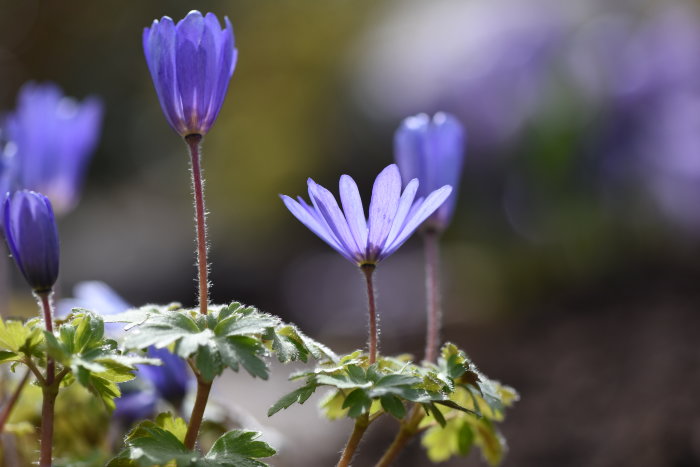 Blå balkansippor (Anemone blanda) i vårträdgård, blommar med bakgrundsoskärpa.