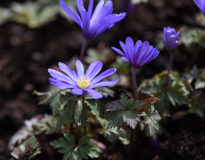 Blommande balkansippor Anemone blanda i nyanser av blått bland gröna blad i en trädgård.