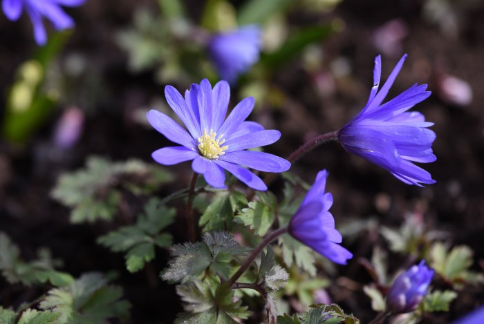 Blå balkansippor, Anemone blanda, blommar i trädgården med grönt bladverk i bakgrunden.