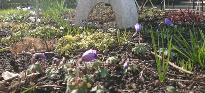 Trädgård med nyutslagna blå krokus bland gröna växter och en vit trädgårdsbåge.