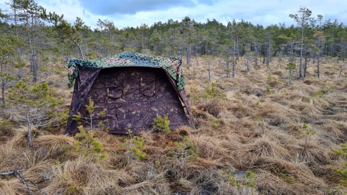 Kamouflagefärgat gömsle i en skogsglänta med gräs och låga träd, förberett för att observera orrspel.