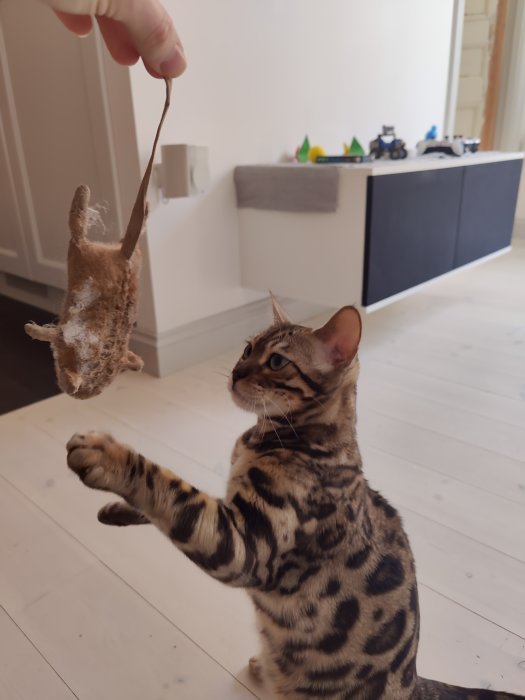 Bengalkatt leker med en söndersliten leksaksmus hållen av en person.