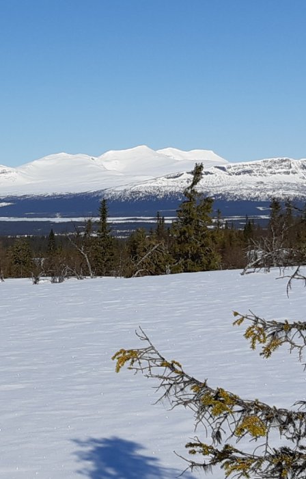 Snötäckt landskap med berg i bakgrunden och barrträd i förgrunden under klar himmel.