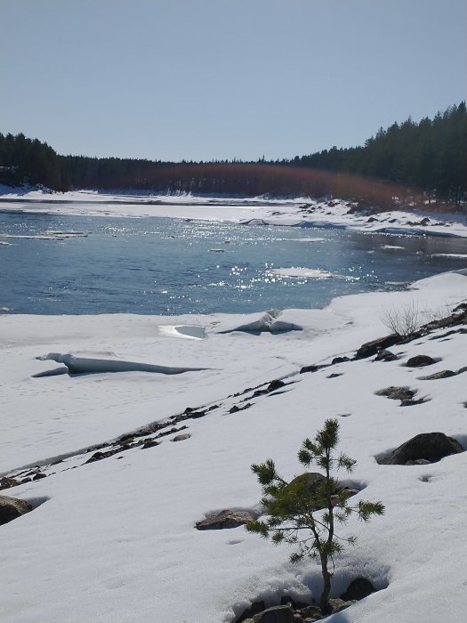 Vinterskog vid isbelagt vatten med smältande snö och ensam tallplanta i förgrunden.