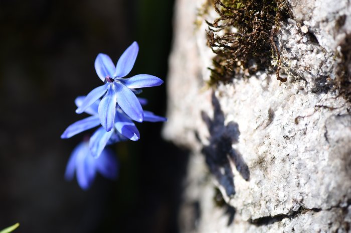 Blå vårblomma på klippan med lav och mossor.