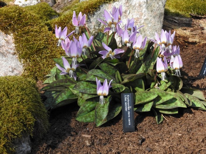 Grupp av purpurlila, blommande vårkrokusar med märkskylt i rabatt vid sten och mossa.