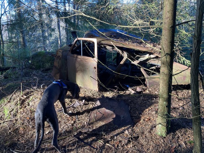 En hund utforskar ett övergivet rostigt bilvrak i skogen.