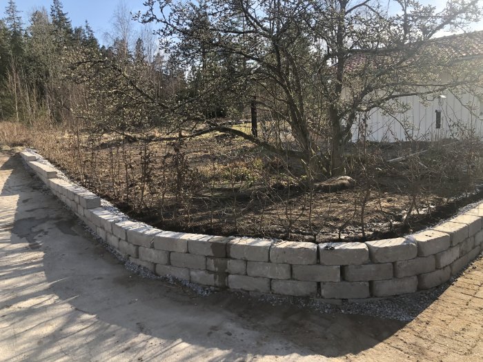 Nyplanterad avenbokshäck längs en stenmur med ett hus och träd i bakgrunden.