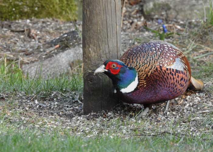 En färgstark fasan pickar på marken vid en trästolpe på en gräsmatta.