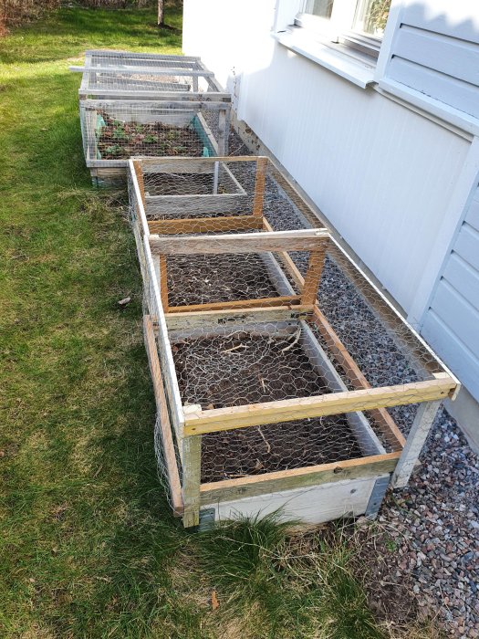 Två handgjorda träburar med hönsnät för odling av mangold vid husvägg.