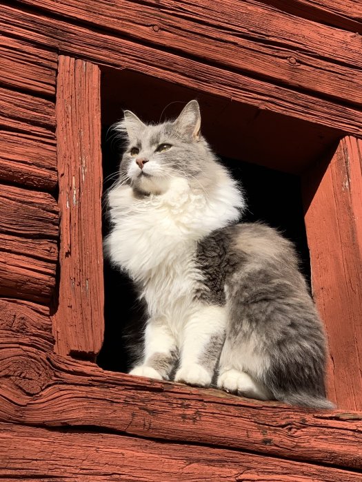 Fluffig gråvit katt som sitter i en röd trästuga-fönsteröppning i solljus.