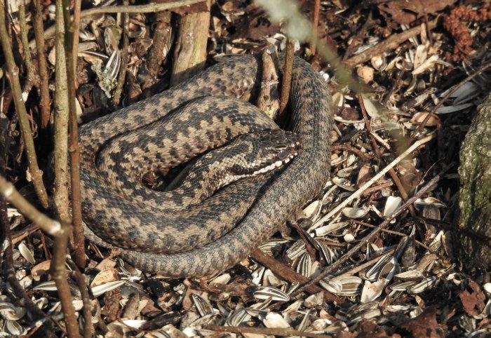 En huggorm kamouflerad bland löv och grenar på skogsmark.