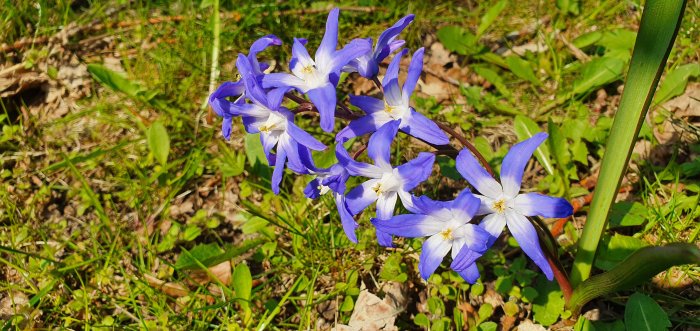 Blå stjärnhyacinter (Chionodoxa) i solbelyst gräsmark med löv och gräs.