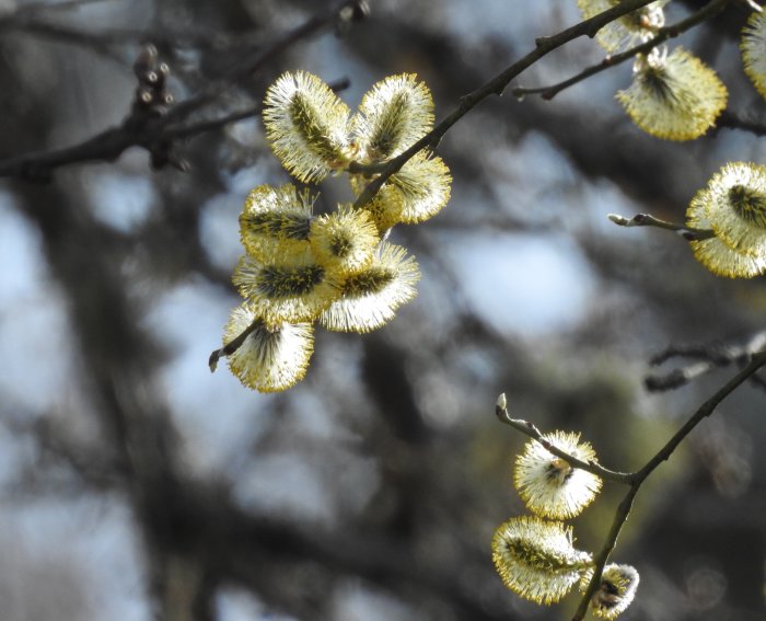 Videkissar blommar på en gren mot diffus ljus bakgrund.