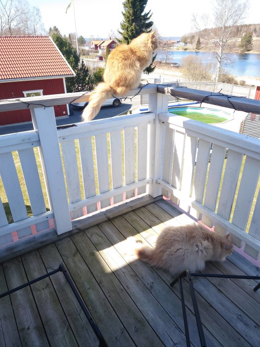 Två katter på en balkong, en sittande på räcket och en liggande på trägolvet, med utsikt över vatten.