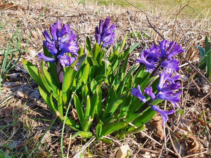 Lila blommor och gröna blad växer i en trädgård med torrt lövverk i bakgrunden.