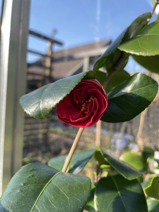 Röd kamelia blomma nära att slå ut med skarpa gröna blad och suddig växthus bakgrund.