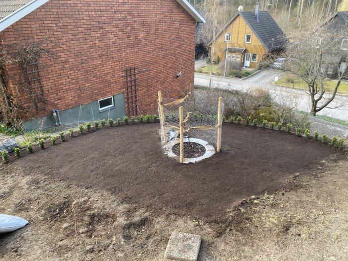 Nyplanterat träd i trädgård med stödpålar och skyddsnät, omgivet av mörk jord och täckbark, boxbomshäck i kanten.