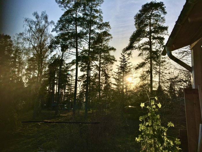 Solnedgång bakom höga träd vid en altan, med ett svart streck som markerar tomtgränsen.