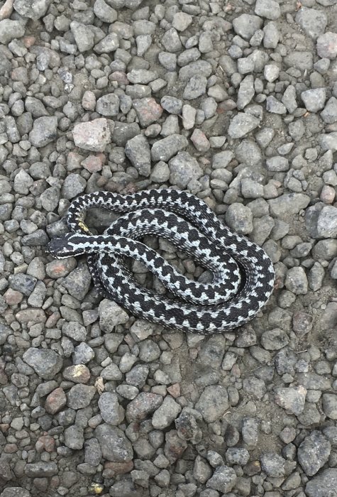 Svartvit huggorm på grusunderlag.