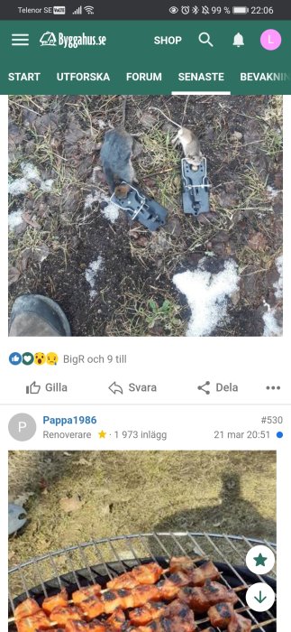 Markbeslag med fångade gnagare på mark bland snöfläckar, gräs och en persons skotå.