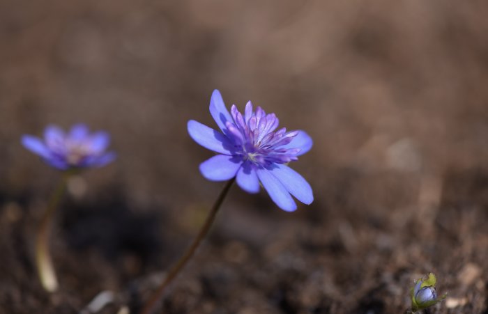 Hepatica transsylvanica `Semiplena´, ungersk blåsippa med halvdubbla blå blommor.