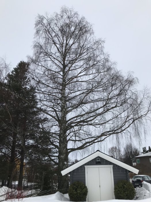 Vinterlandskap med ett förråd framför en hög lövträd utan löv och snötäckt mark.