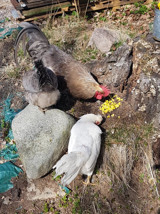 Två hönor äter majs vid en trädstubbe på en gård som ett ekologiskt experiment för att bli av med myror.