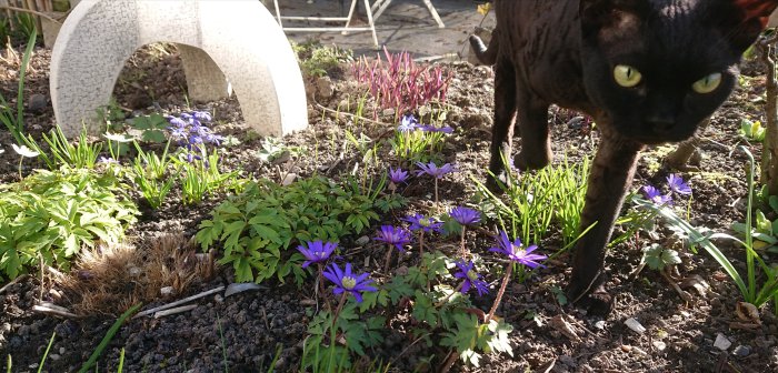 En svart katt framför vårblommor med en stenbåge i bakgrunden.