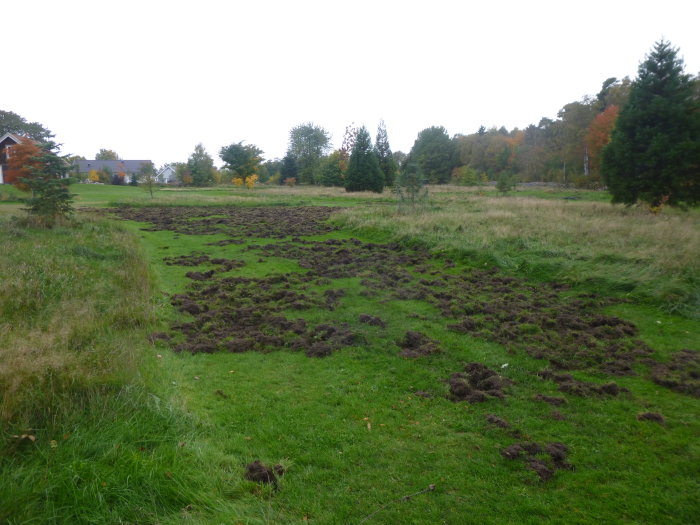 Hage med skadad gräsmatta och jordsvinstunnlar nära skog och boningshus.