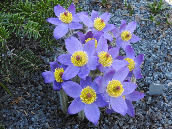 Lila Pulsatilla patens (nipsippor) i blom mot en bakgrund av blågrå småstenar och gröna barrväxter.