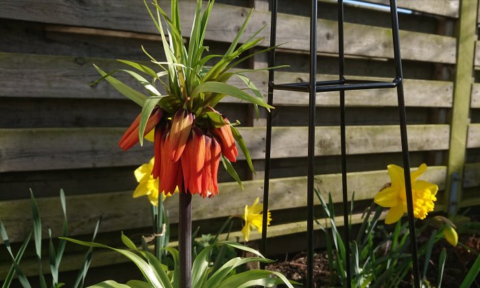 En nästan utslagen kejsarkrona med orangefärgade blommor och gröna blad framtill, med gula narcisser och en trätrall i bakgrunden.