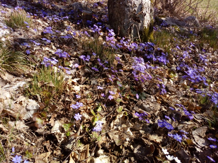 En backe med blåsippor och brun lövgrund, några vita blommor syns nedtill.