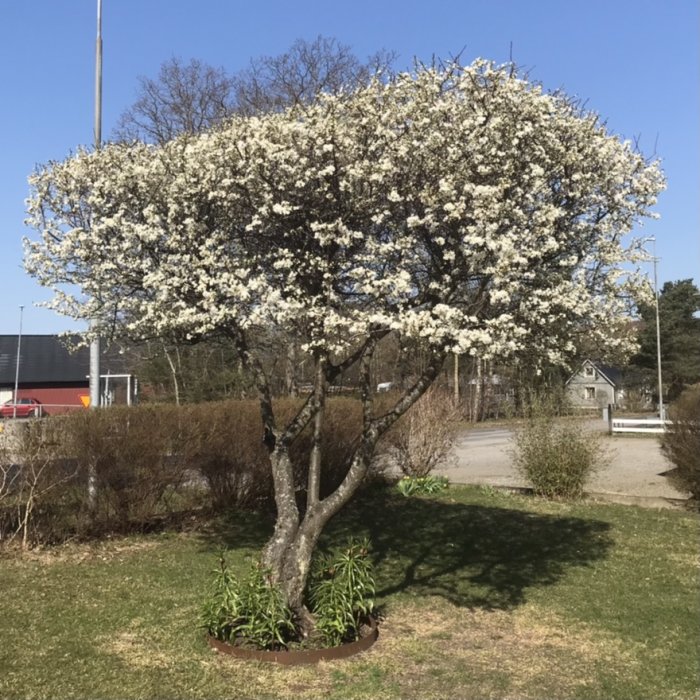 Ett frodigt blommande plommonträd i full sol med vit blomning, omgivet av gräsmatta och en klargrön växtbädd.