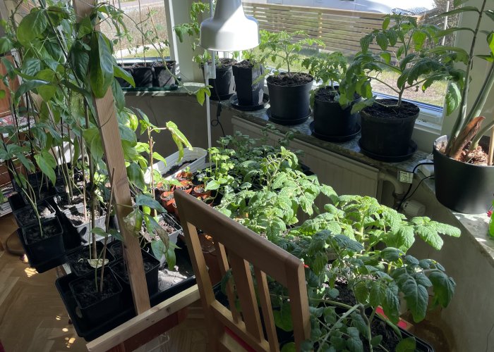 Inomhusodlingsområde med varierande gröna växter och omplanterade tomatplantor i ett soligt fönster.